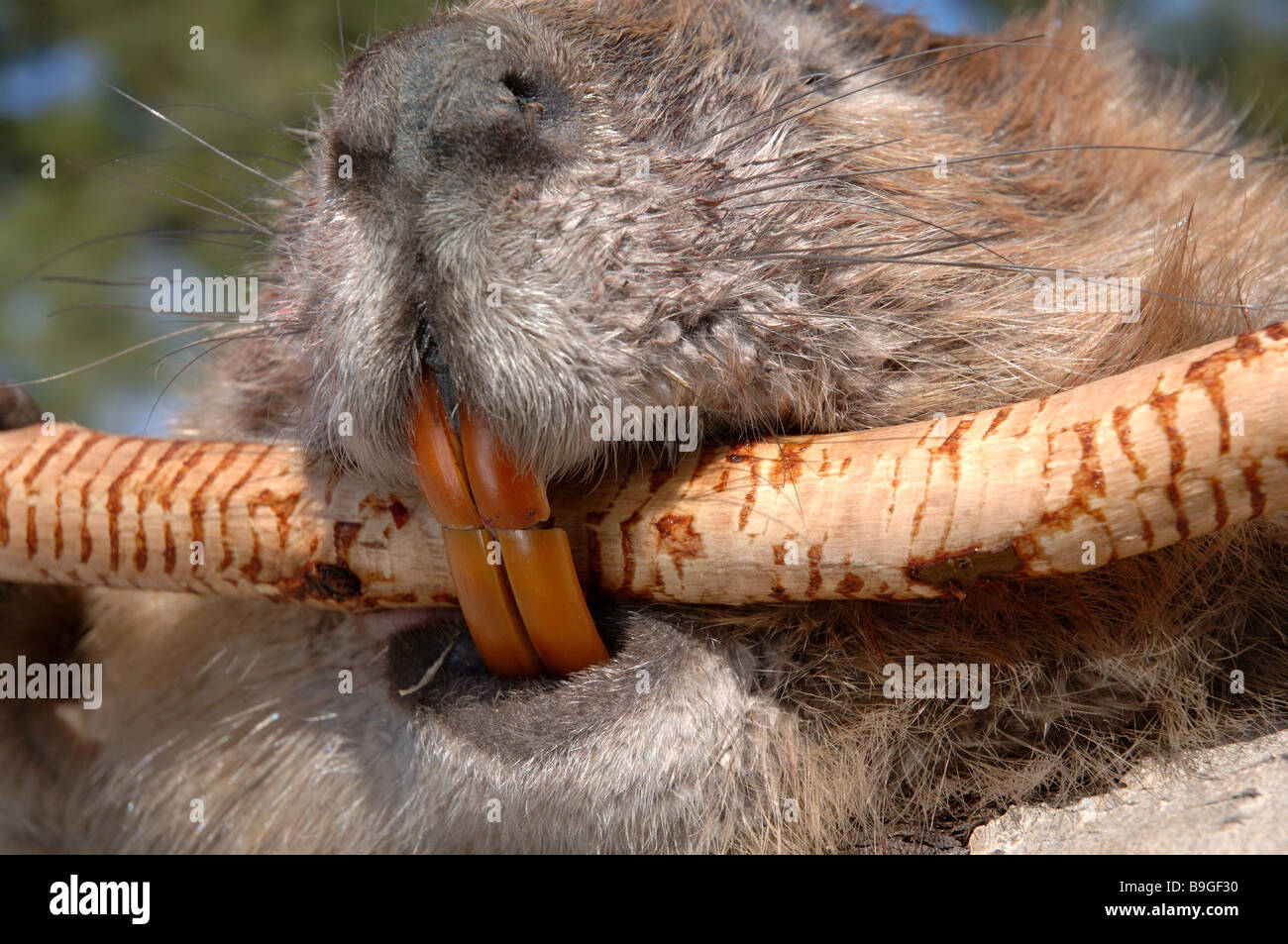 Waters Castor Castor canadensis museau dents close-up animaux mammifères RONGEURS Rodentia direction herbivores bouche détail Banque D'Images