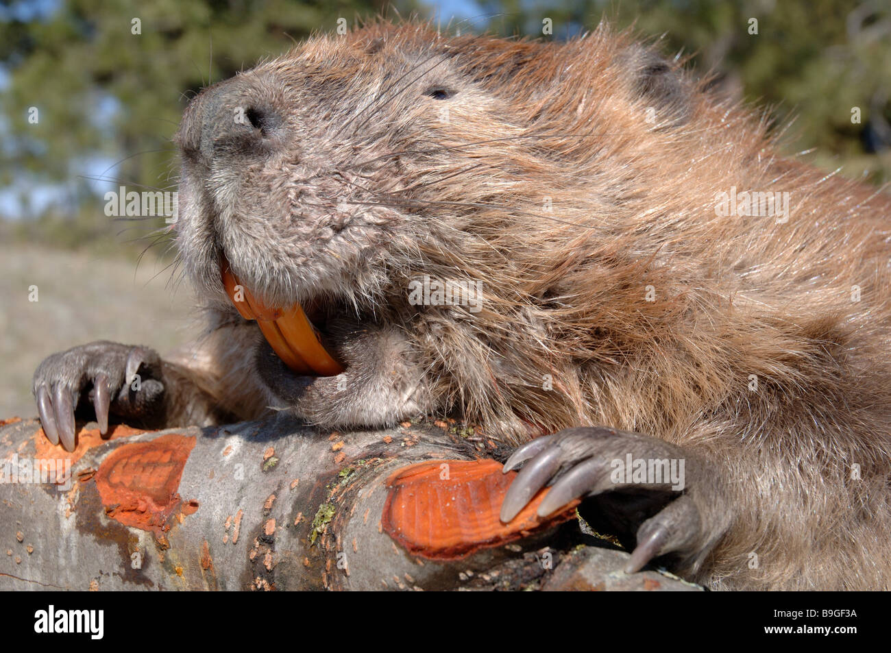 Castor Castor canadensis Mammifères Rongeurs animaux portrait direction ...