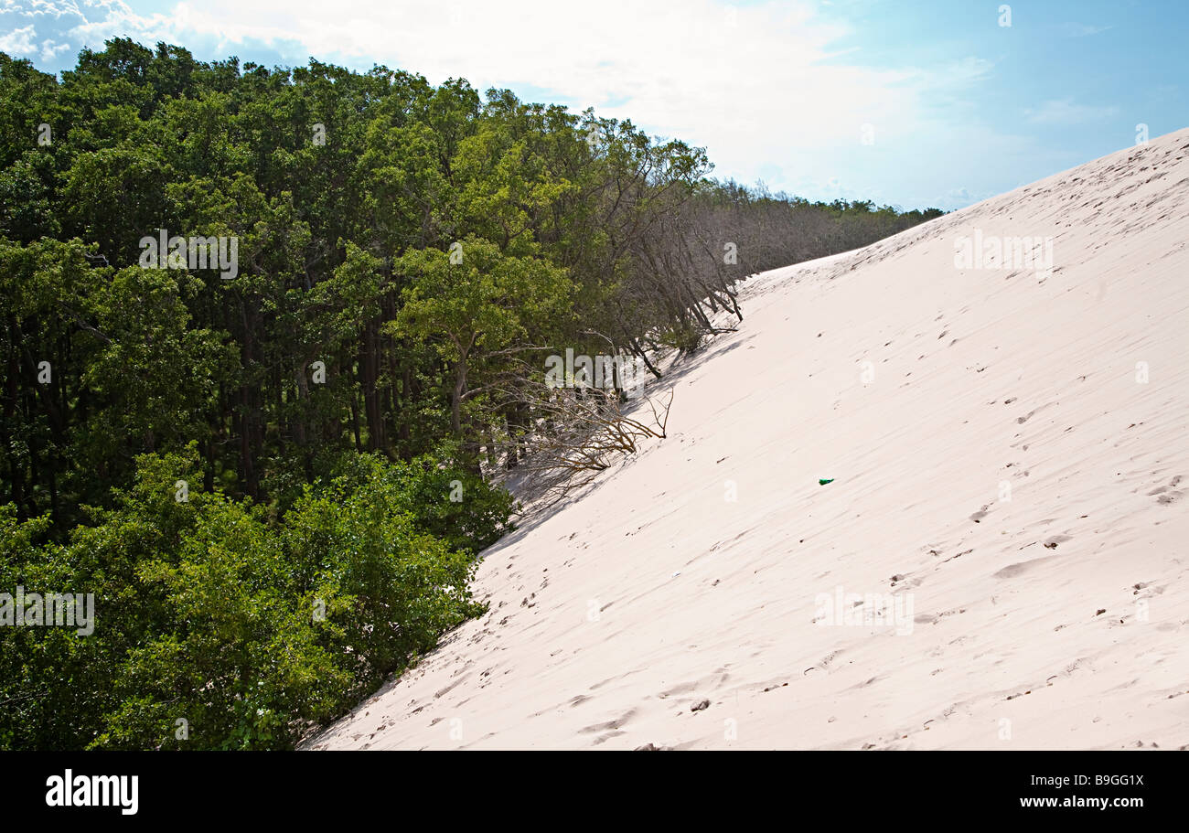 L'empiètement des dunes et forêt enterrer Lacka Góra dunes national Slowinski Leba Pologne Banque D'Images