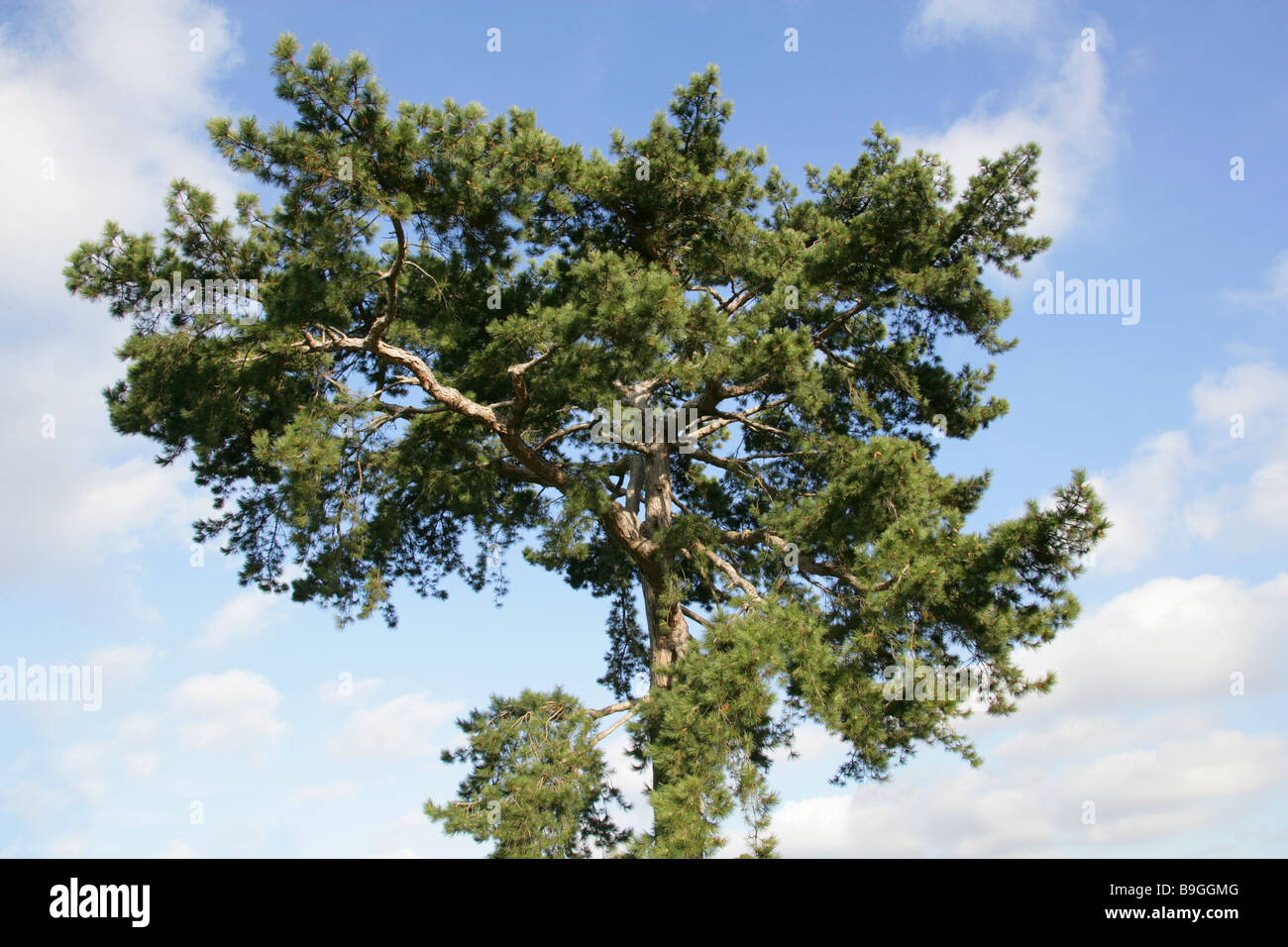Black Pine, Pinus nigra ssp. laricio, Pinaceae, Corse, Italie Banque D'Images