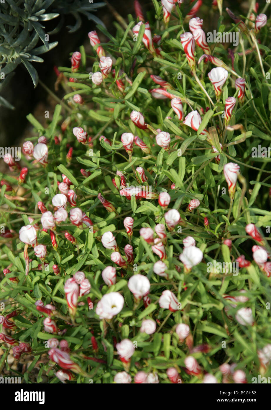 L'oxalide fleurs rayures, oxalis, oseille Candycane, Shamrock ou bois Sorrell, Oxalis versicolor, Oxalidaceae, Afrique du Sud Banque D'Images