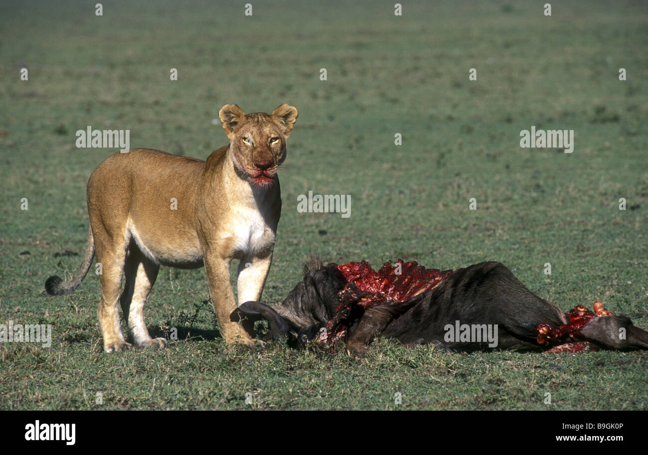 La lionne s'arrêter pour vérifier pour des menaces tout en se nourrissant de gnous Masai Mara National Reserve Kenya Afrique de l'Est Banque D'Images