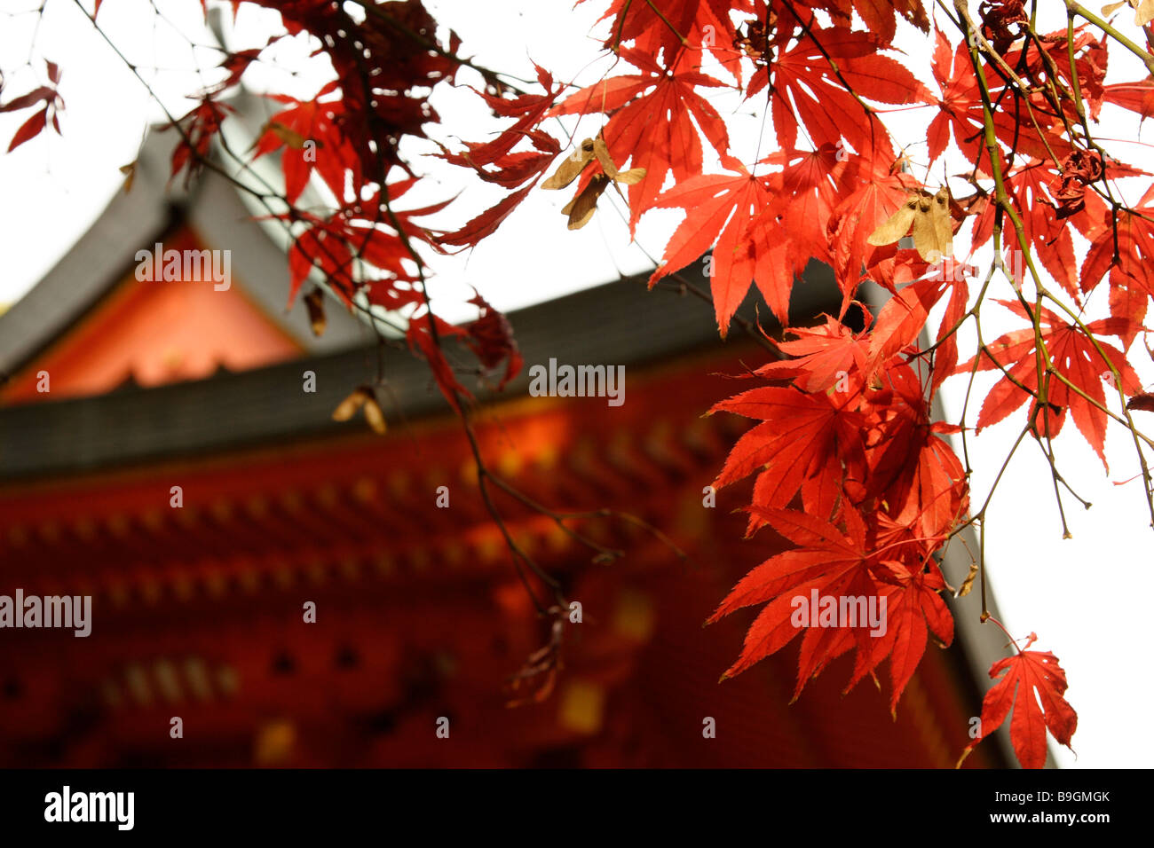 Érables Japonais Banque d'image et photos - Alamy