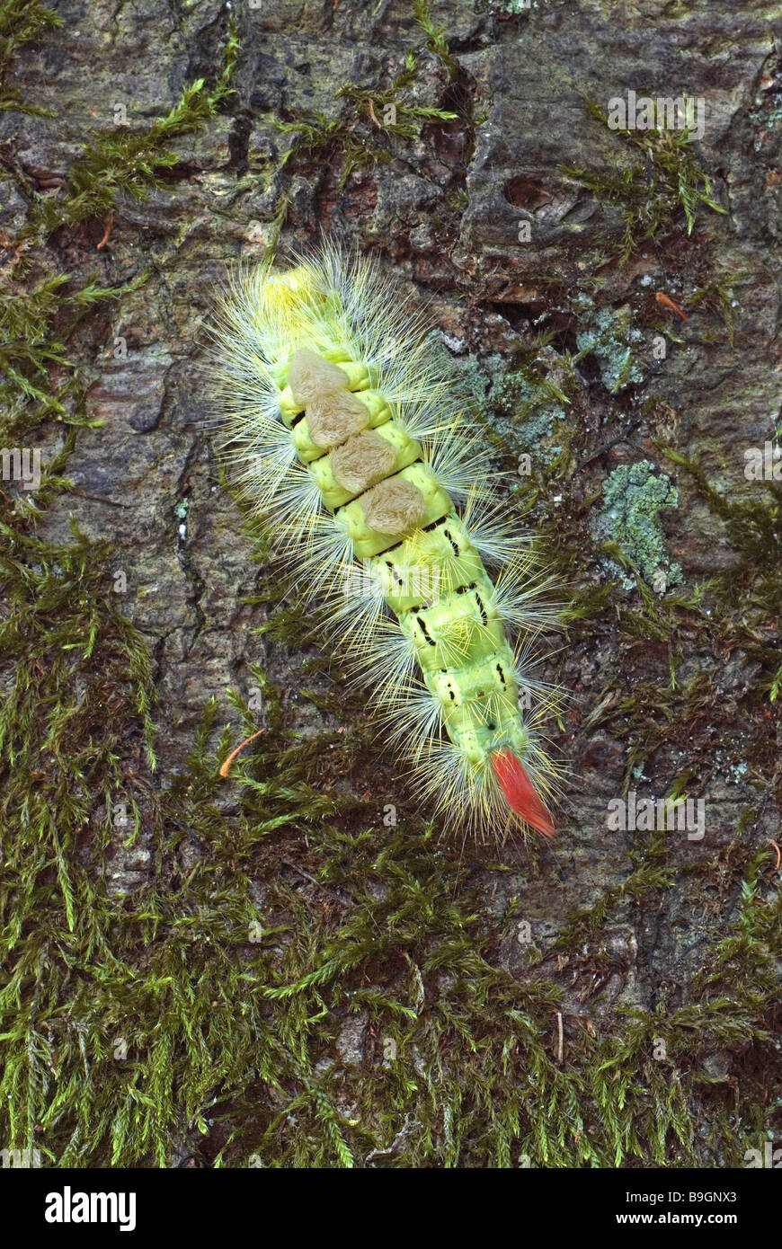 Hêtre Caterpillar-trek-pied Calliteara pudibunda Banque D'Images
