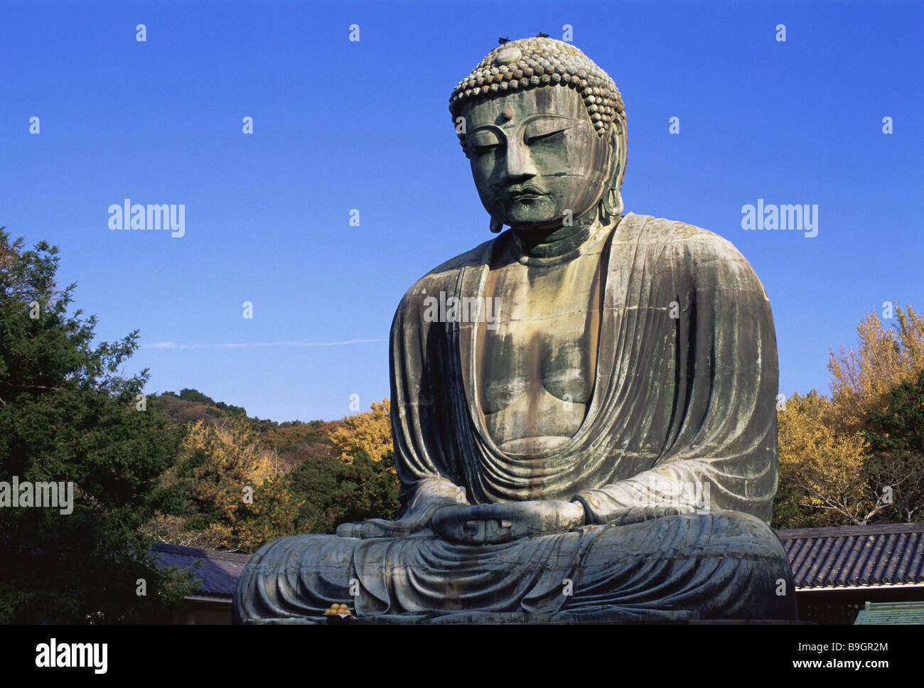 Grand Bouddha de Kamakura au Japon 'Daibutsu' Asie série automne Honshu Tokyo Buddhastatue statue statue statue de bronze attraction vue Banque D'Images