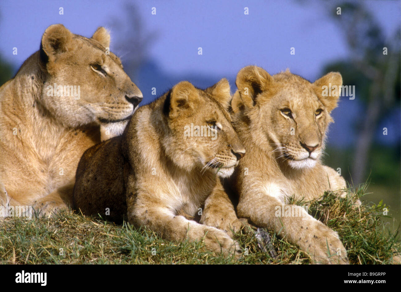 Lionne et deux oursons reposant sur une termitière Masai Mara National Reserve Kenya Afrique de l'Est Banque D'Images