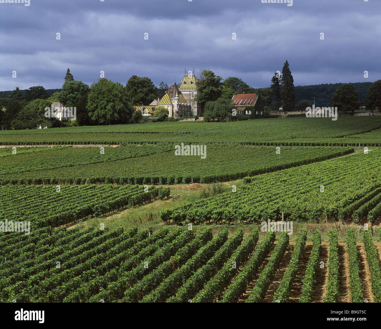 France Bourgogne Côte d'Or département Bouilland winery château de Corton-Andre économie vignoble viticole agriculture-salon Banque D'Images