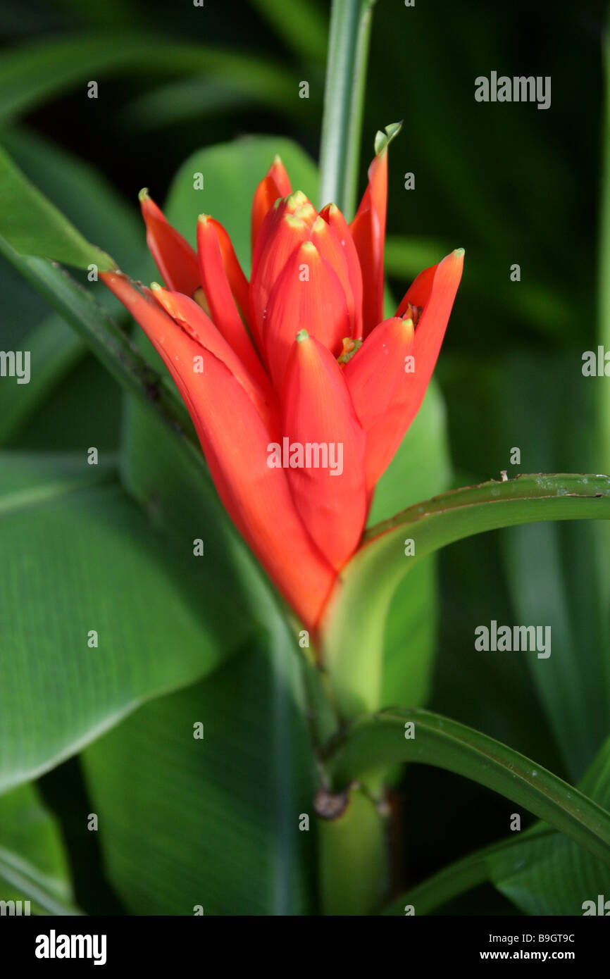 La flamme rouge à fleurs rouges ou banane banane thaï, Musa coccinea, Musaceae, sud-est de la Chine syn. Musa uranoscopos Banque D'Images