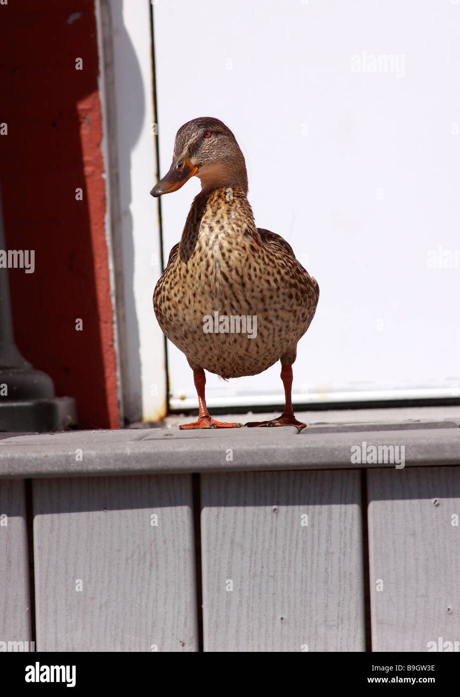 Canard femelle, Long Island, New York Banque D'Images