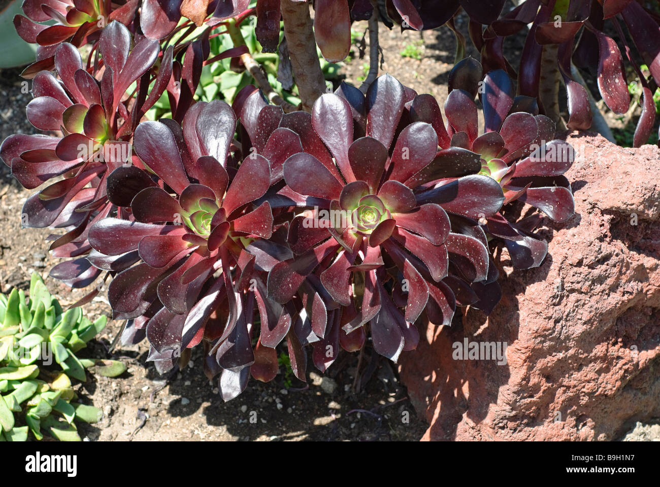 Aeonium cyclops plante, Aeonium rouge géant Banque D'Images