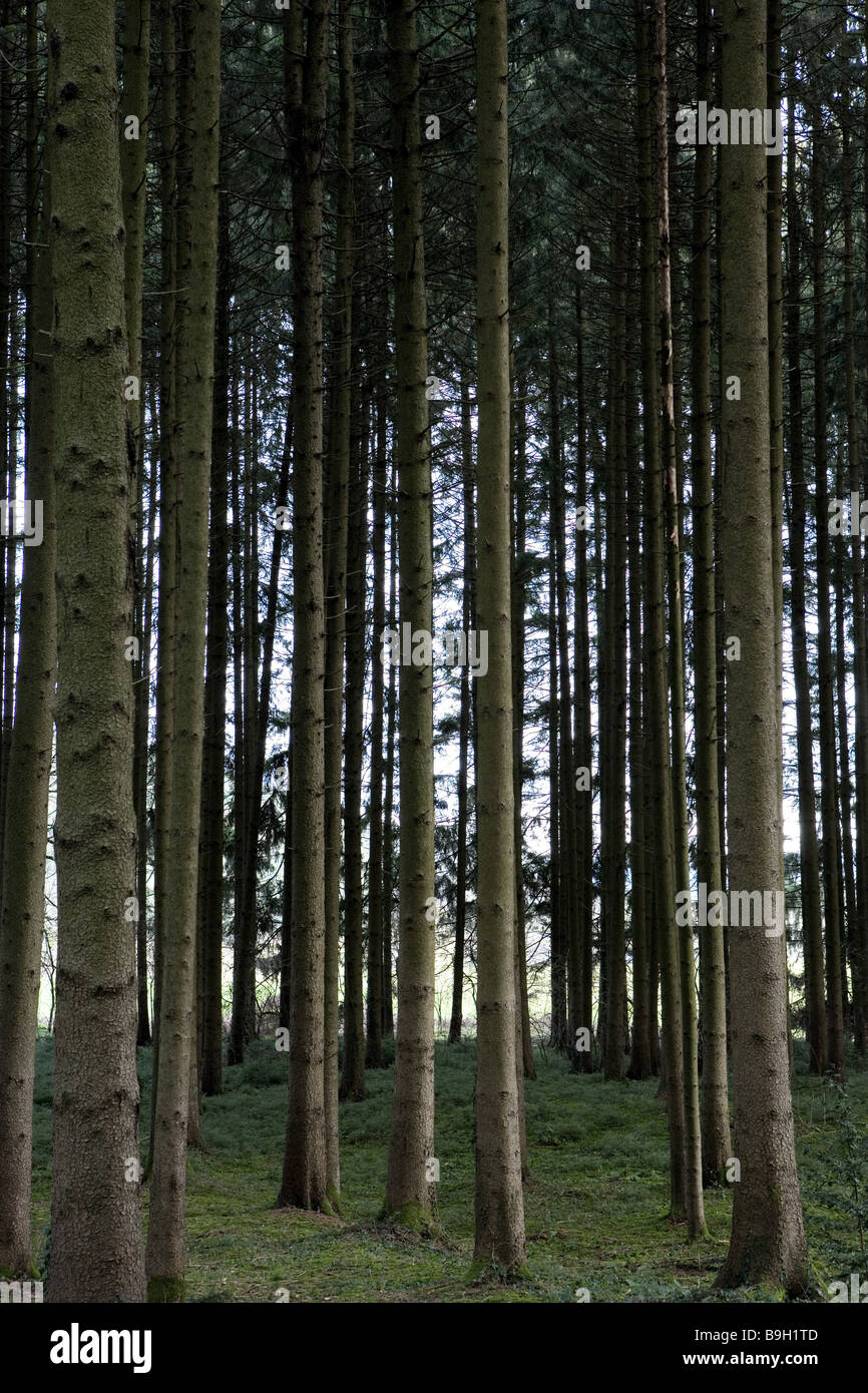 Epicéa-forêt forêt Argental souabe serveur-Tettnag Allemagne Banque D'Images