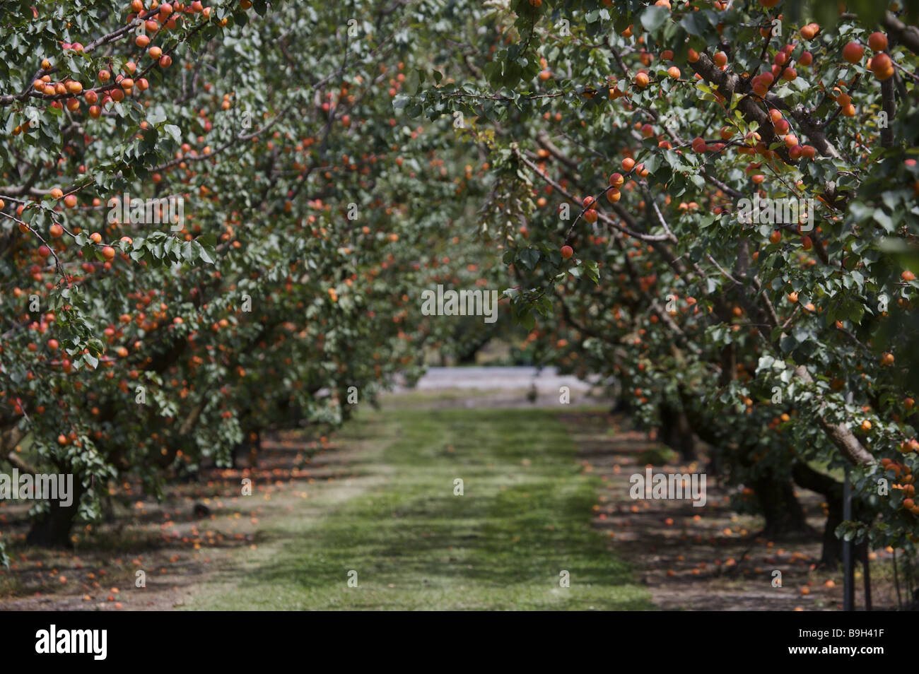 La Nouvelle Zélande au sud de l'île d'Otago Central Roxburgh abricot-agriculture de plantation des arbres du verger plantation des arbres du verger-abricot Banque D'Images
