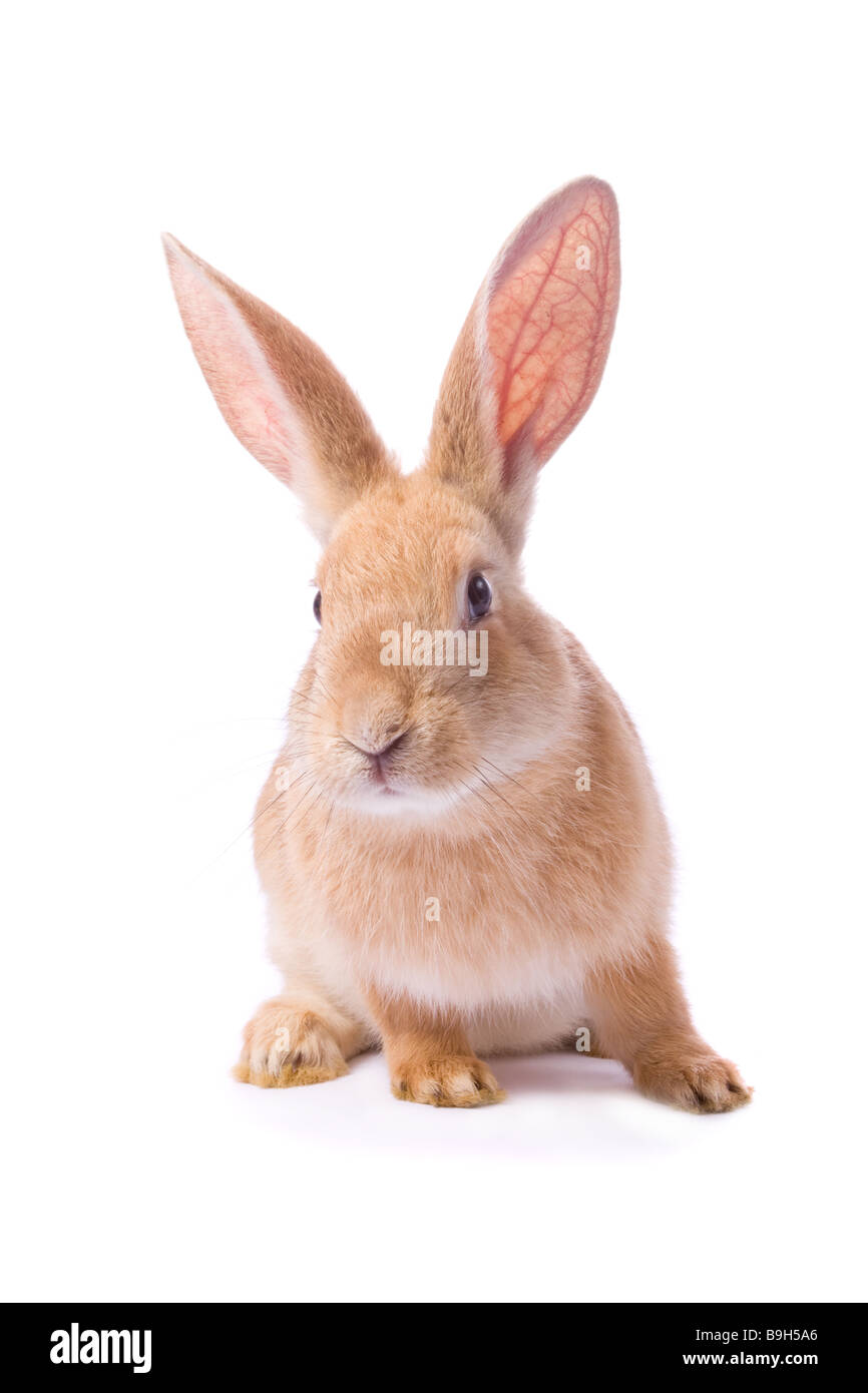 Les Jeunes Curieux Lapin Rouge Isolé Sur Fond Blanc