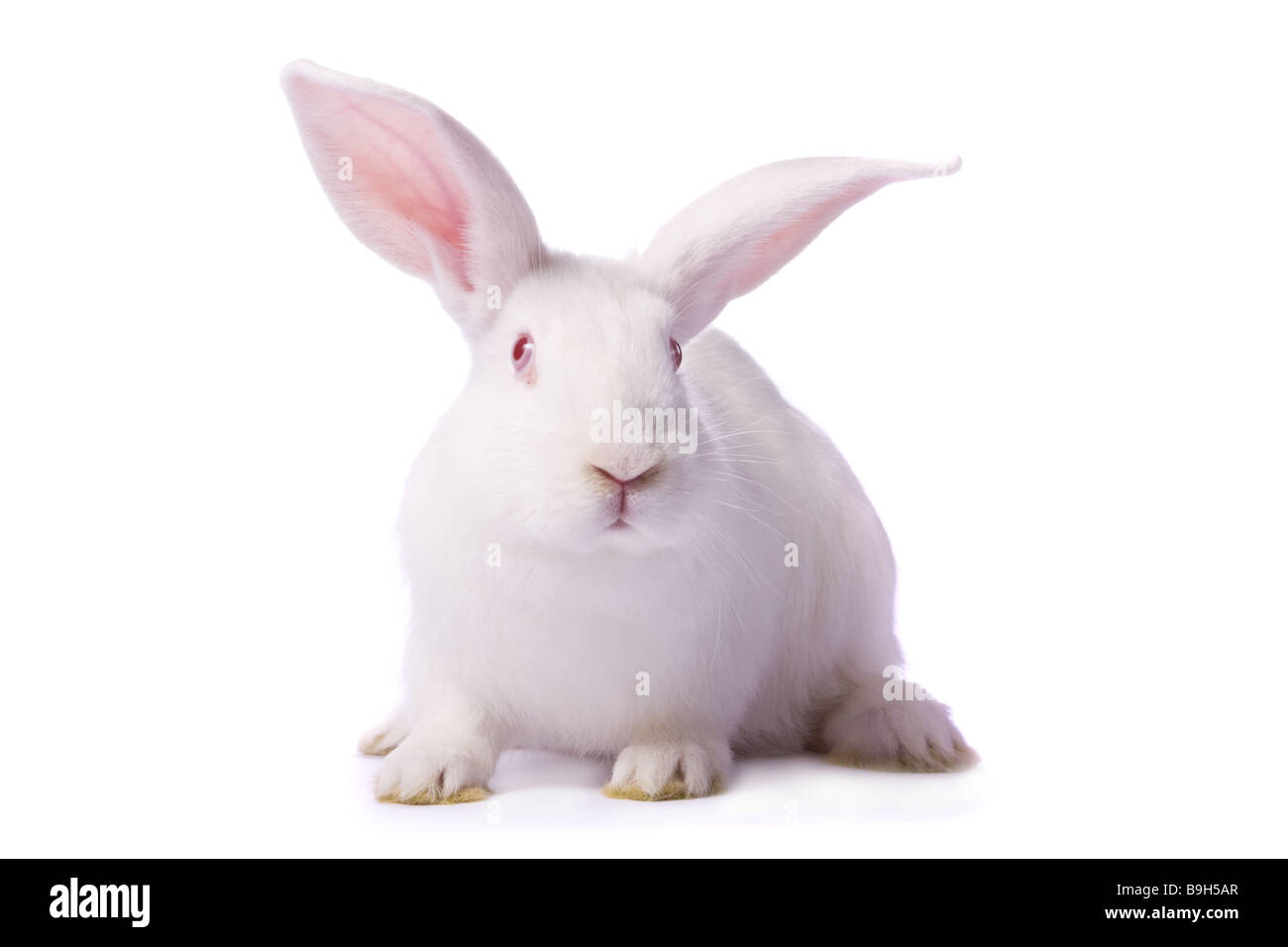 Curieux lapin albinos isolé sur fond blanc /// bunny Easter découpe découper des yeux rouges assis curieux mignon pelucheux fourrure fourrure animal domestique Banque D'Images