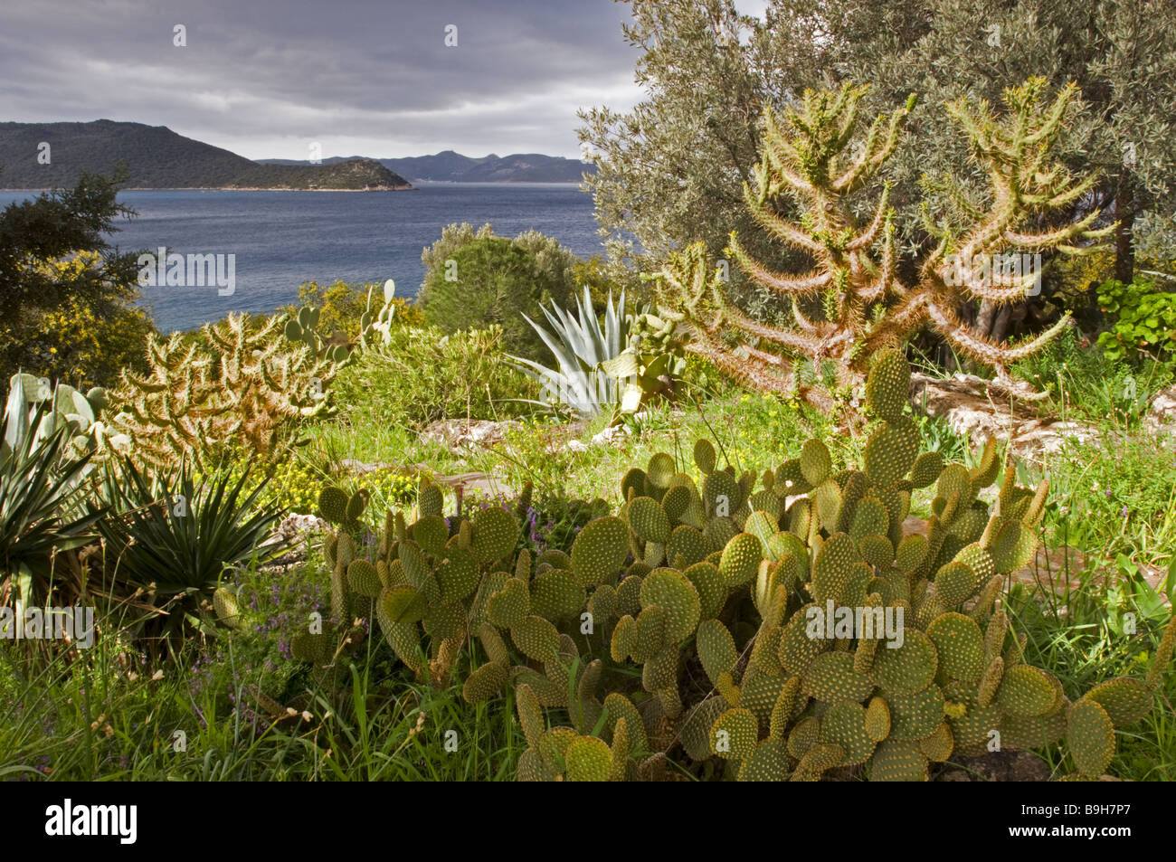 Végétation méditerranéenne, Kas Turquie Banque D'Images