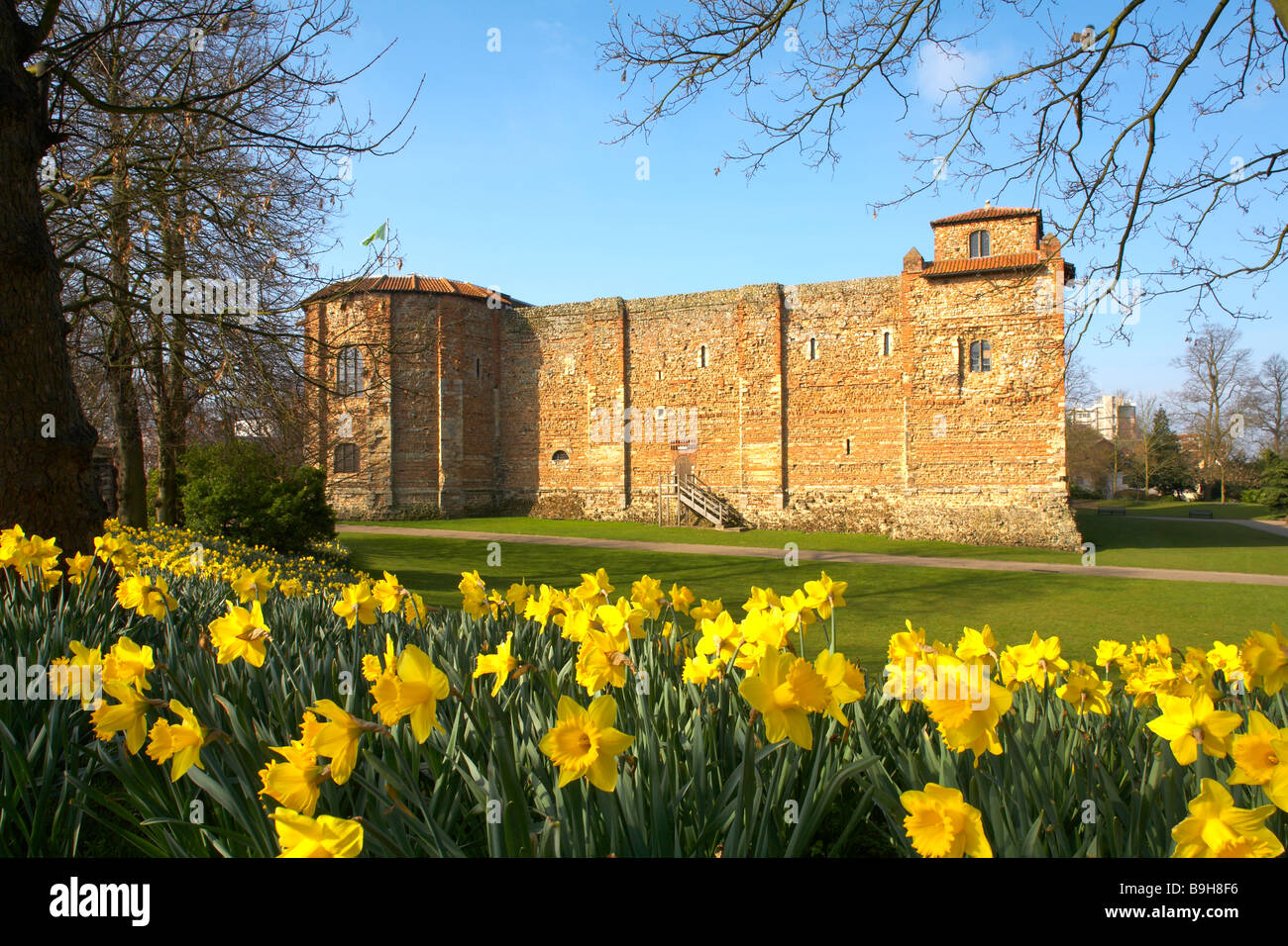 Grande-bretagne Angleterre Essex Colchester Castle Museum et Upper Parc Printemps jonquilles Narcisse Banque D'Images
