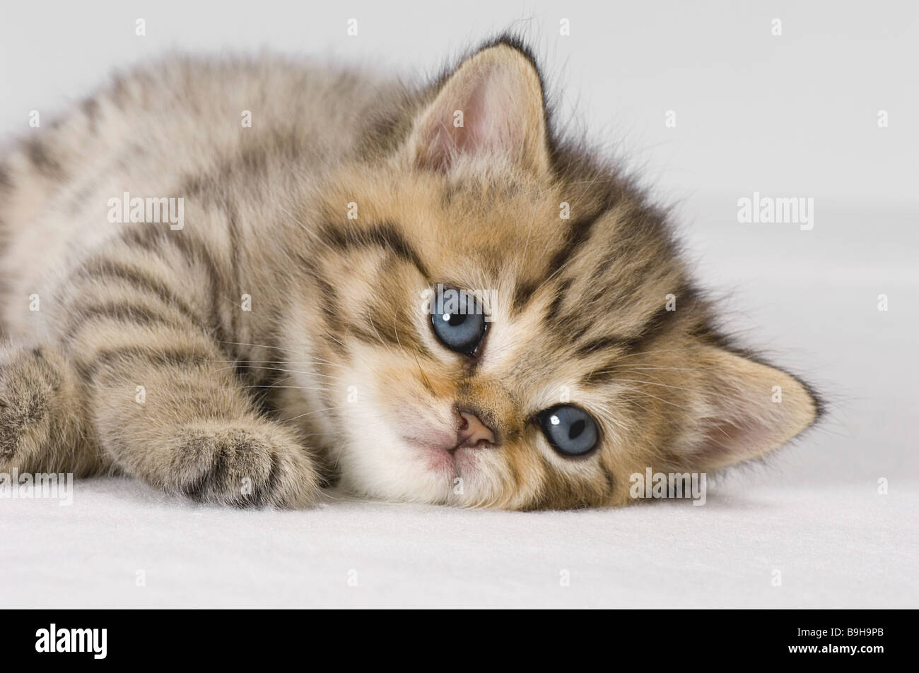 British Shorthair . Chaton Tabby (quatre semaines) Banque D'Images