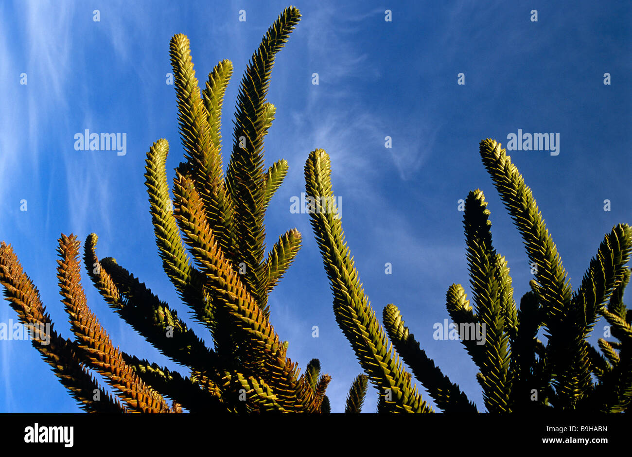 Le Chili, la Région IX, Malacahuello-Nalcas réserve nationale. , Araucaria (Araucaria araucana) ou un singe-puzzle arbre. Banque D'Images