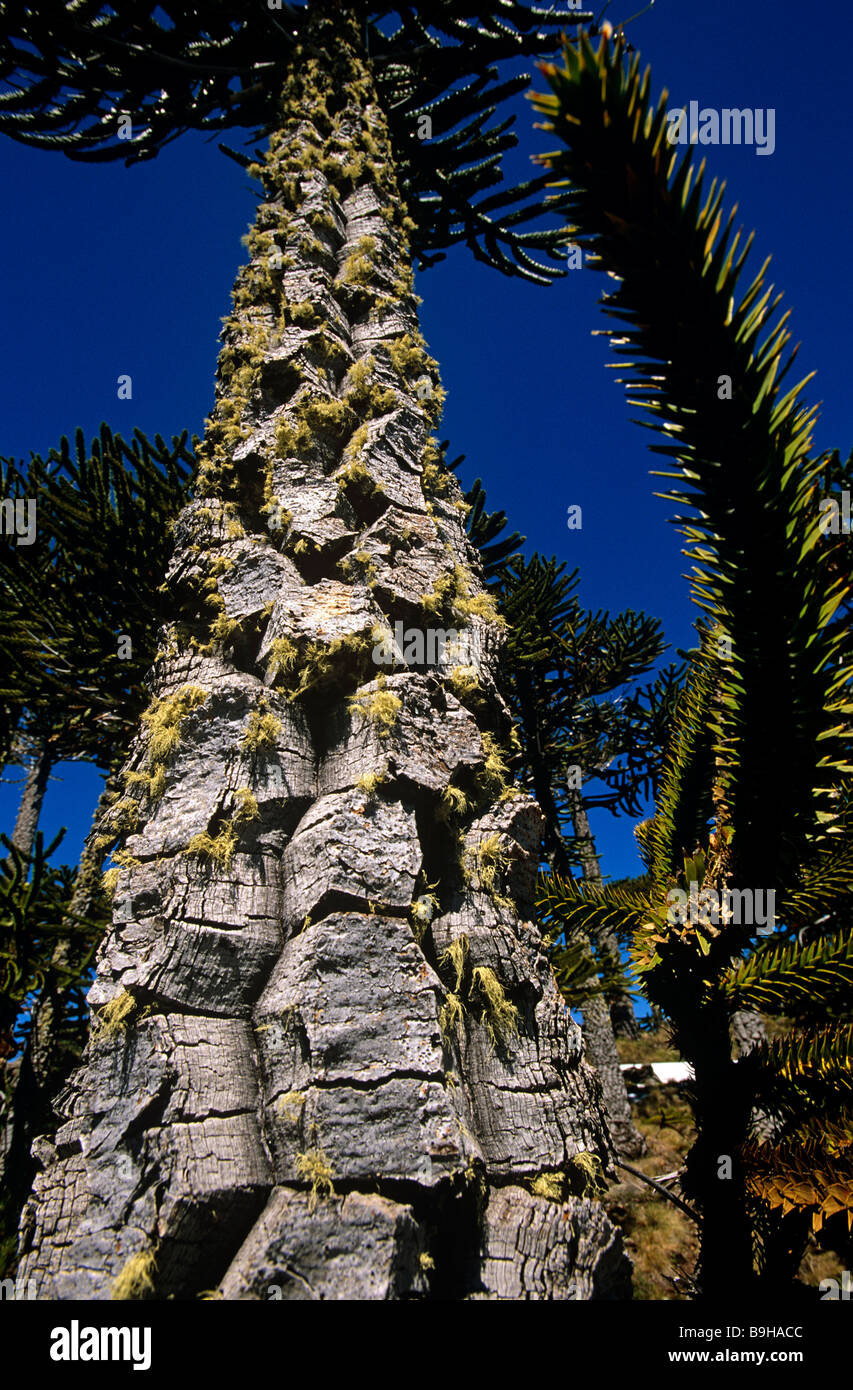 Le Chili, la Région IX, Malacahuello-Nalcas réserve nationale. , Araucaria (Araucaria araucana) ou un singe-puzzle arbre. Banque D'Images