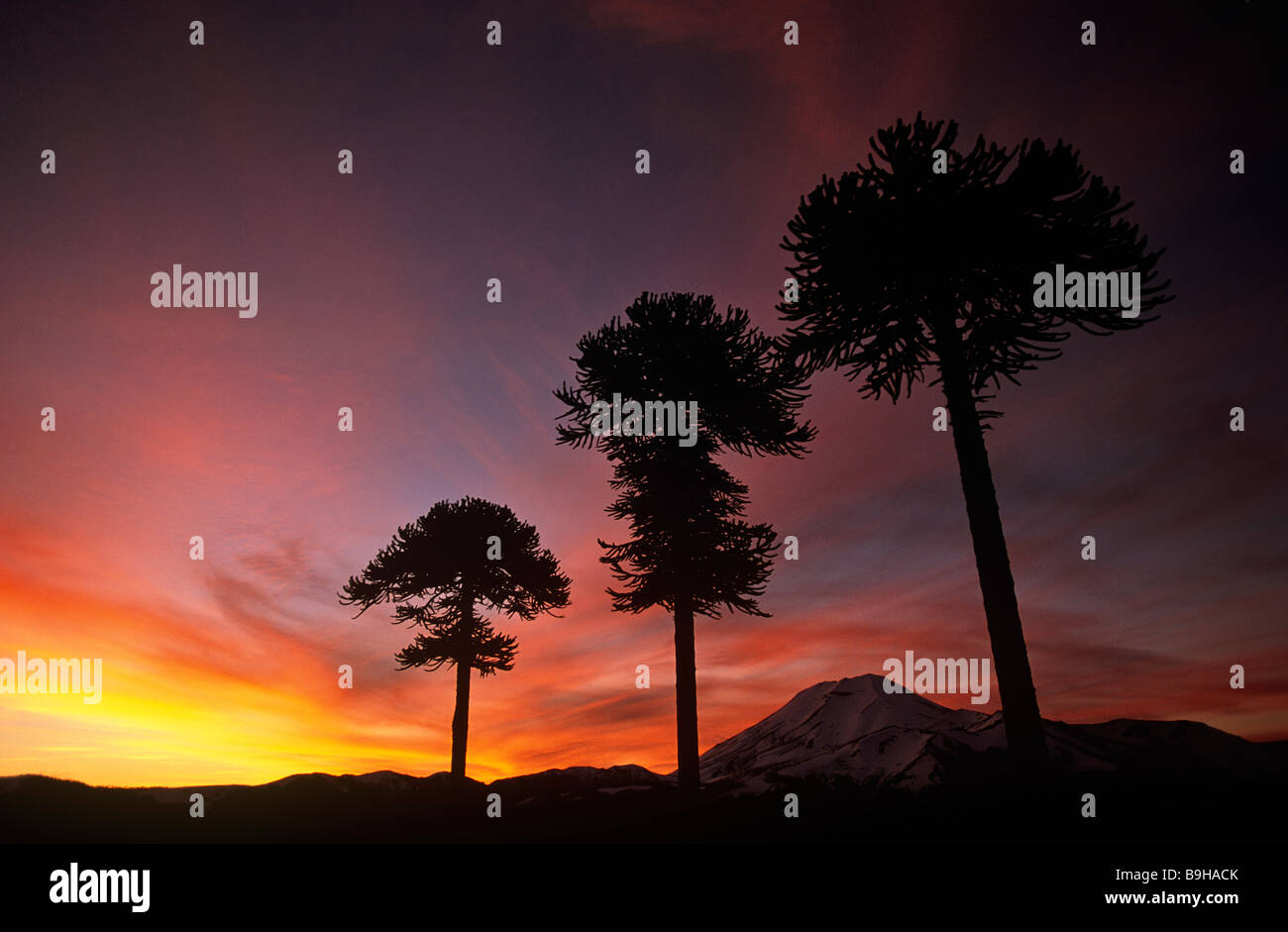 Le Chili, la Région IX, Malacahuello-Nalcas réserve nationale. , Araucaria (Araucaria araucana) ou un singe-puzzle arbre. Banque D'Images