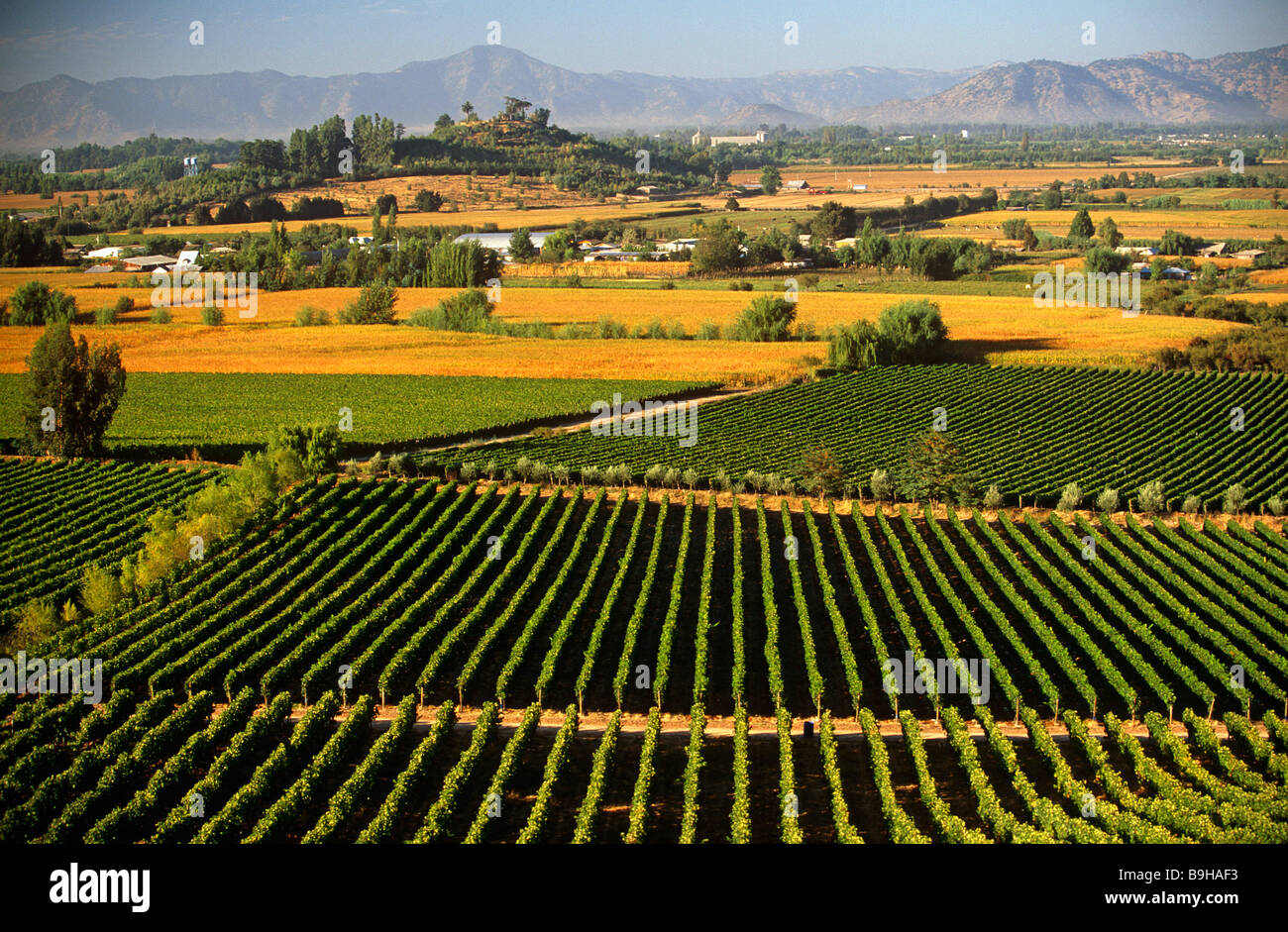 Chili, région V, Santiago. Palacio cousiño Macul vignobles, le centre du Chili Banque D'Images