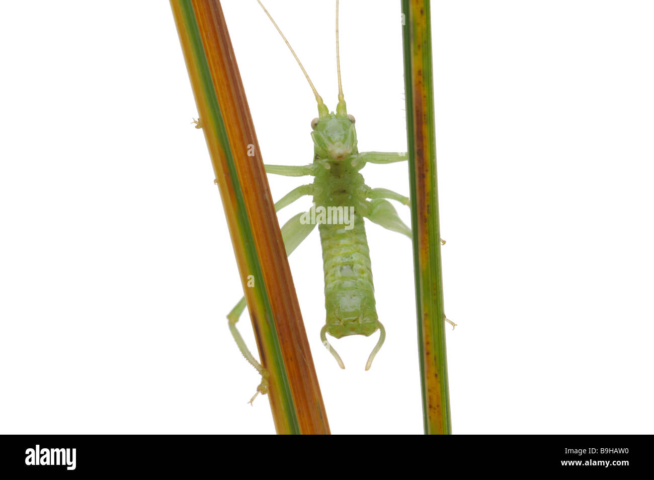 Deux criquets ailés de criquet bush Platycleis spec. Cricketn bush jeunes chemin de détourage des tiges vertes de tiges de Criquets Criquets Banque D'Images