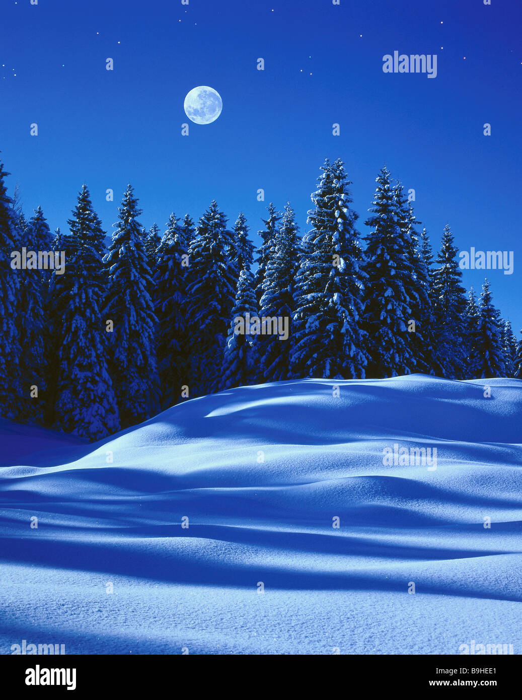Winter forest snow-surface twilight moon [M] montagne paysage-Forêt Forêt Forêt d'aiguilles de conifères neige neige neige-couvertes Banque D'Images