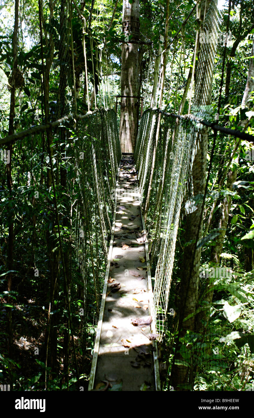 Pont suspendu à l'Ecoparque de una Forêt Tropicale Atlantique Mata Atlântica Bahia Brésil Amérique du Sud Banque D'Images