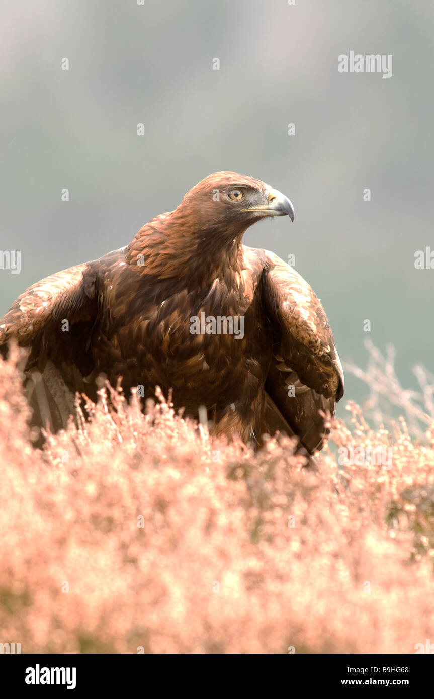 Golden Eagle.(Aquila chrysaetos).grand oiseau de proie. Banque D'Images