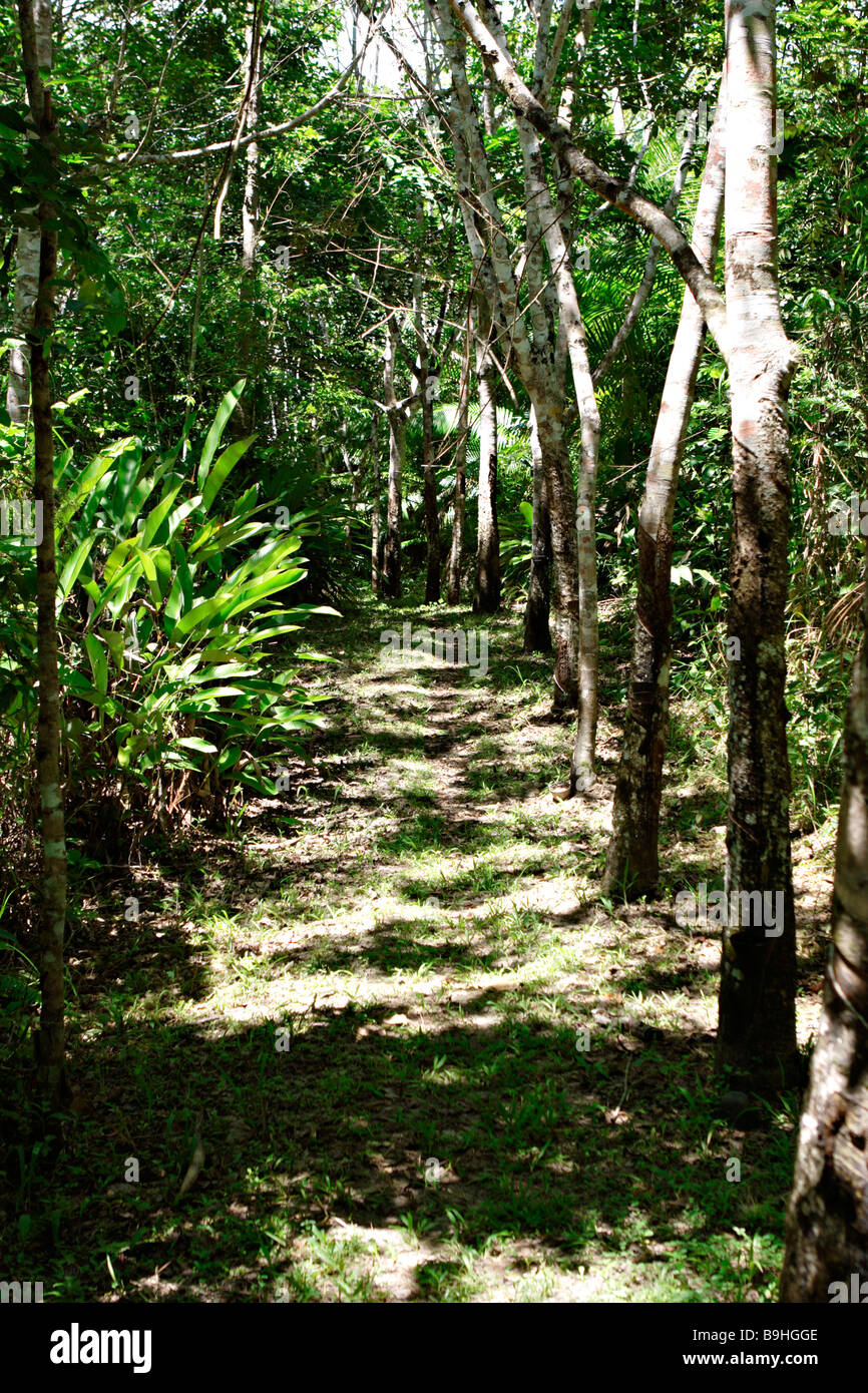 La Forêt Tropicale Atlantique Mata Atlântica Ecoparque de una Bahia Brésil Amérique du Sud Banque D'Images