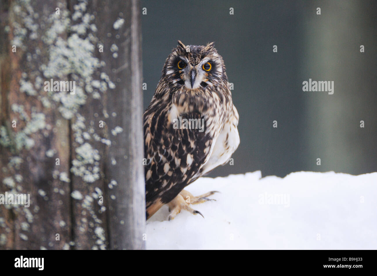 Hibou des marais Asio flammeus / dans la neige Banque D'Images