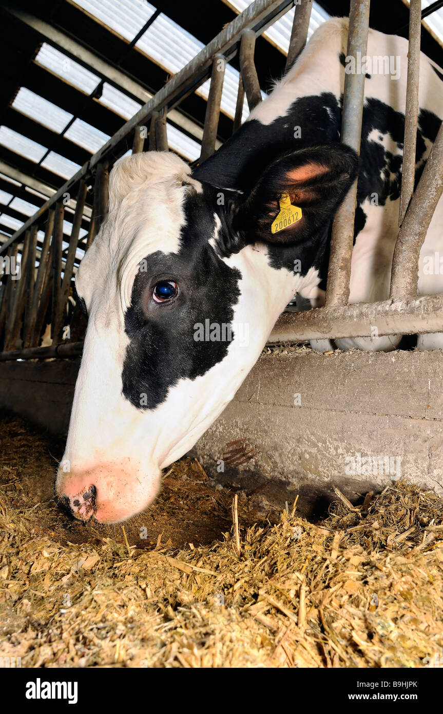 Le hangar de vache Banque D'Images