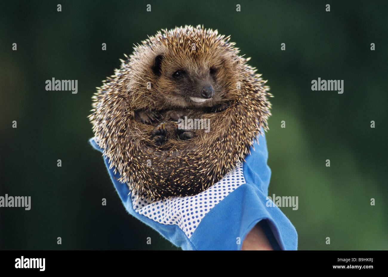 Hérisson d'Europe de l'Ouest (Erinaceus europaeus), mousse sur son museau, tenue par une main gantée Banque D'Images