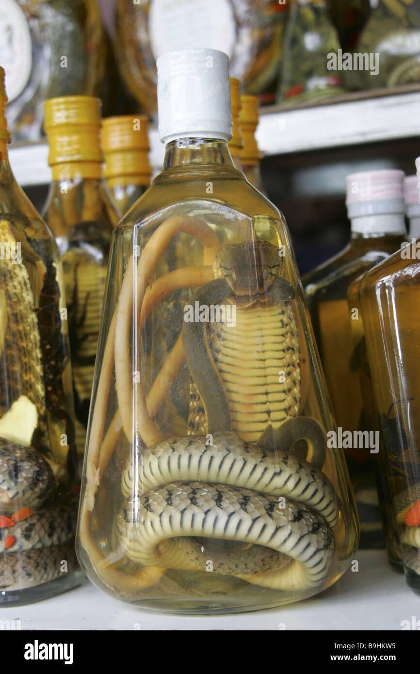 Thaïlande Snake snake alcool bouteille de whisky alcool souvenirs Asie Asie/Dreiländerdreieck 2006 Village de destination Banque D'Images