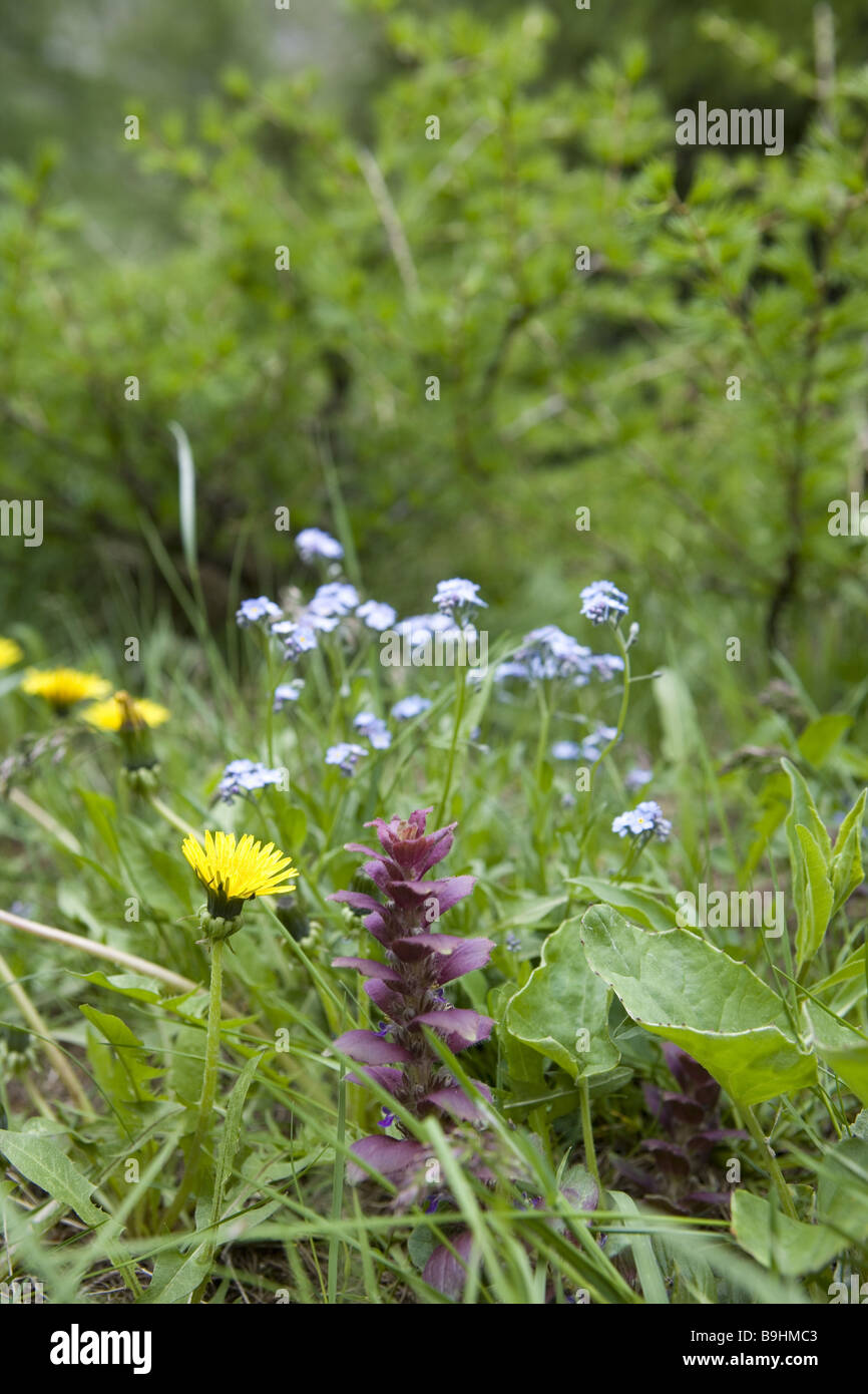 Fleurs alpines Metallica Crispa Ajuga pyramidalis Banque D'Images