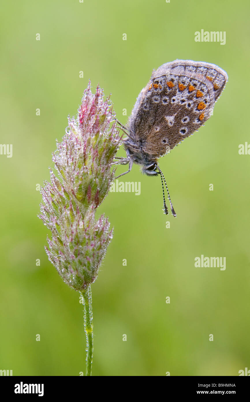 Papillon Bleu commun Polyommatus icarus Banque D'Images