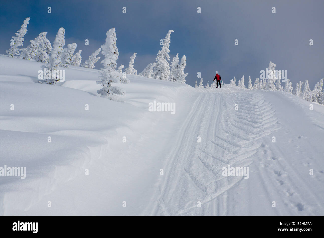 Paysage avec la neige couverte de pins Banque D'Images