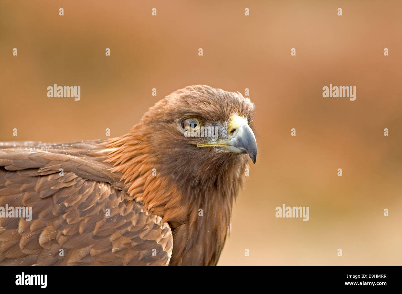 Golden Eagle.(Aquila chrysaetos).grand oiseau de proie. Banque D'Images