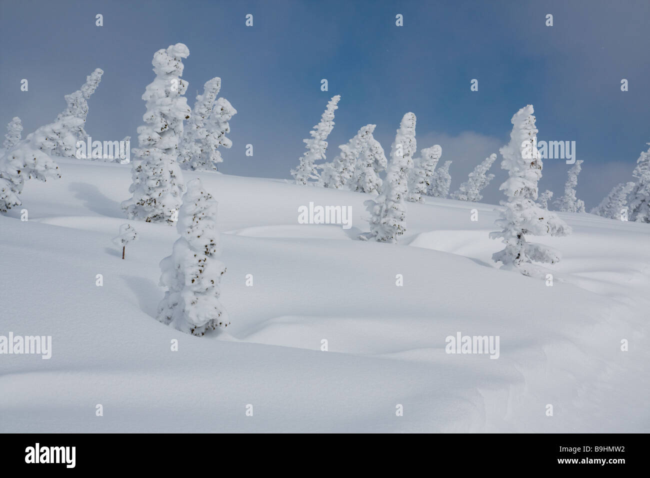 Paysage avec la neige couverte de pins Banque D'Images