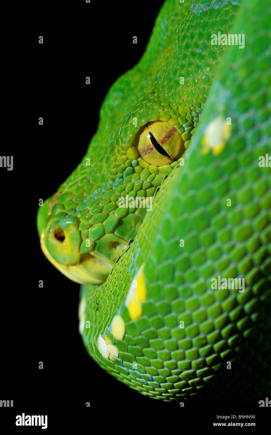 Green Tree Python (Chondropython viridis), portrait, Nouvelle Guinée Banque D'Images