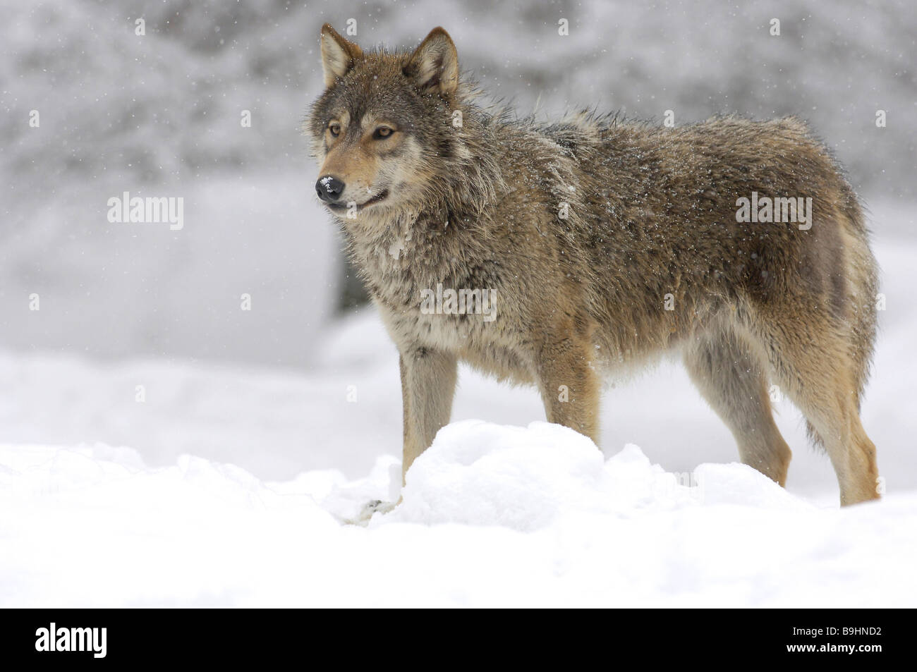 Vallée du Mackenzie wolf (Canis lupus occidentalis), jeune animal, dans la poudrerie Banque D'Images