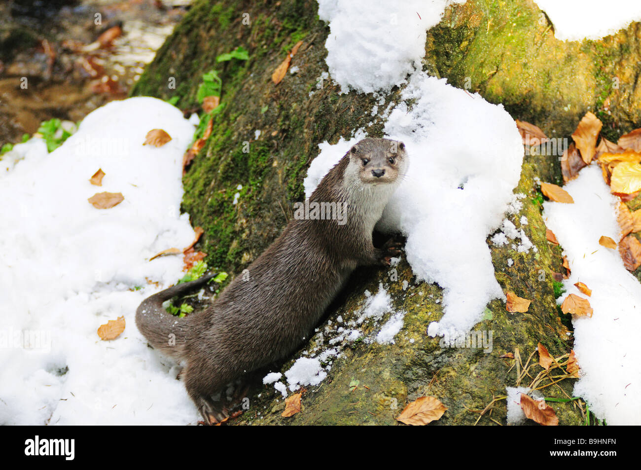 - Loutre d'Europe Lutra lutra / permanent Banque D'Images