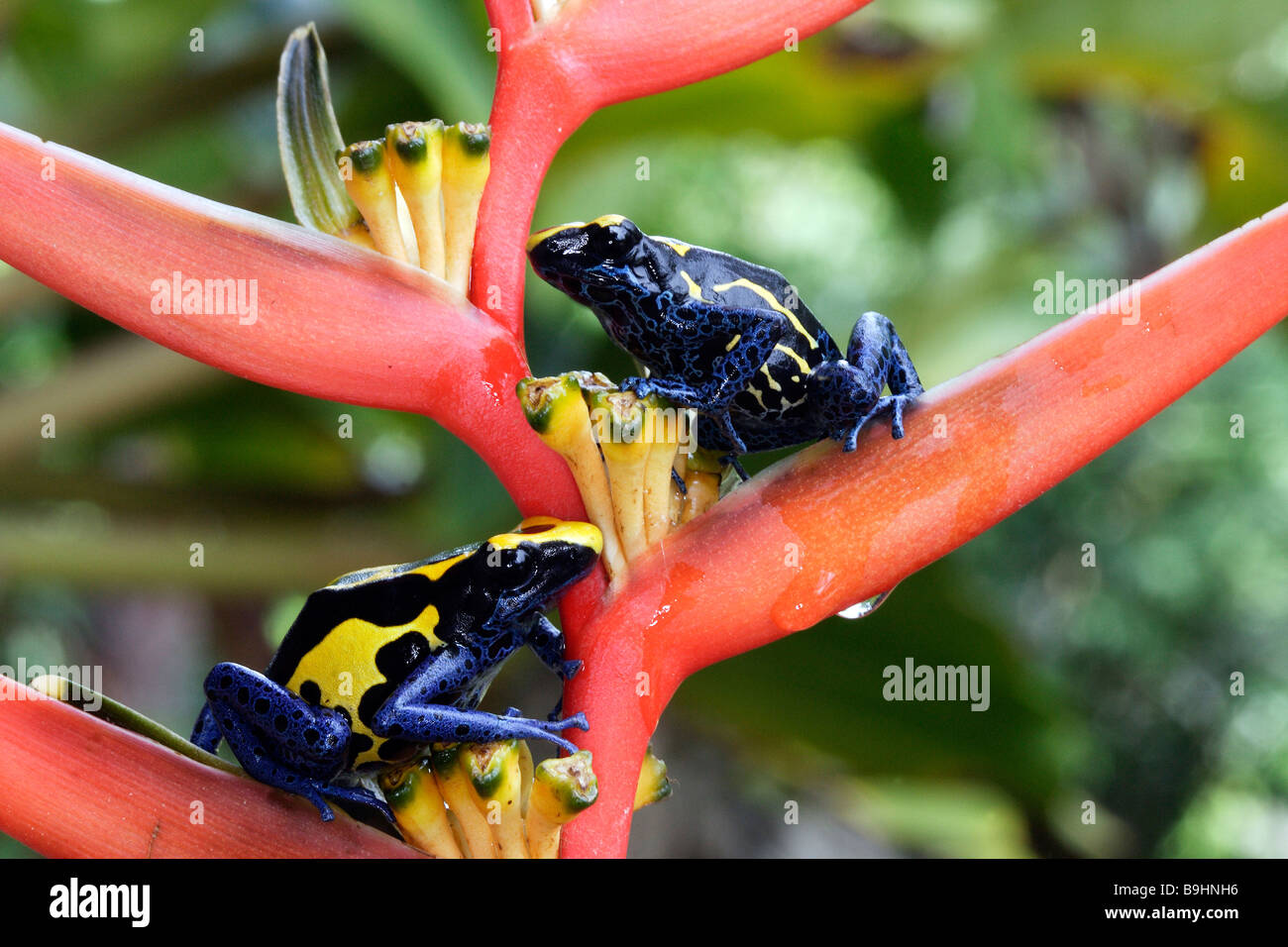 Bleu et jaune flèche empoisonnée (Dendrobates tinctorius grenouille), deux individus assis sur la floraison Heliconia Banque D'Images