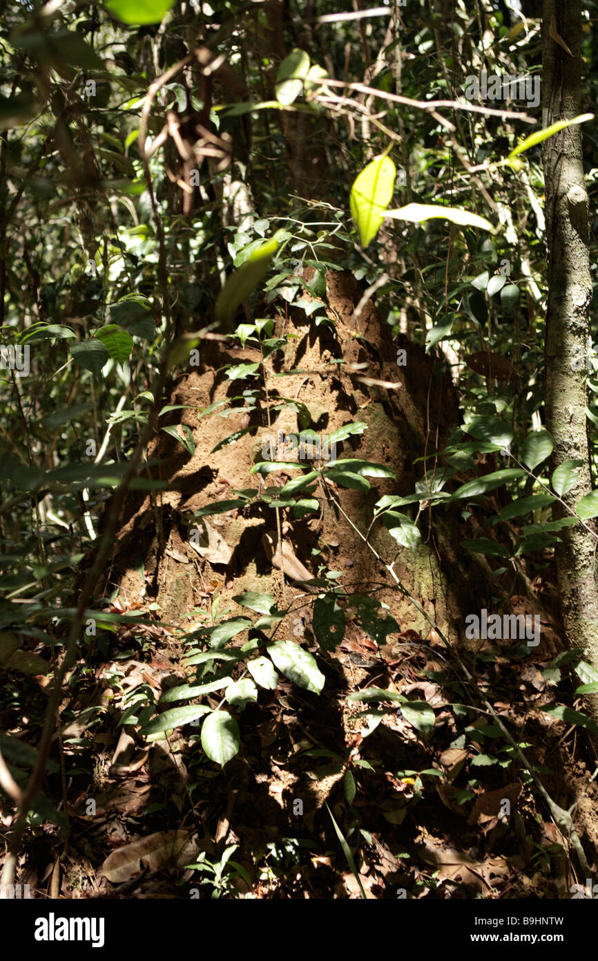 Termitière Forêt Tropicale Atlantique Mata Atlântica Ecoparque de una Bahia Brésil Amérique du Sud Banque D'Images