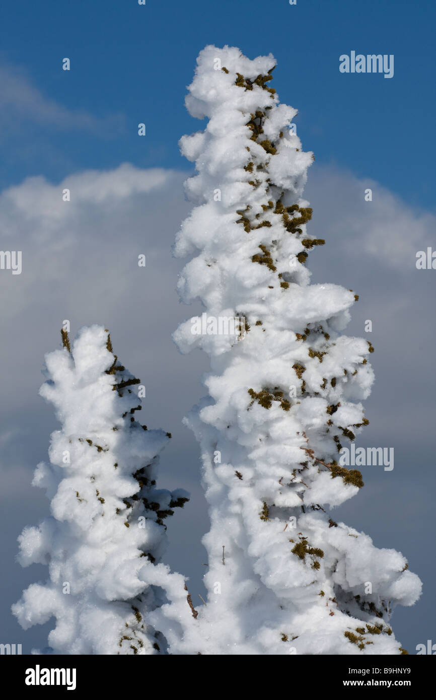 Pente alpine avec la neige couvert de pins Banque D'Images