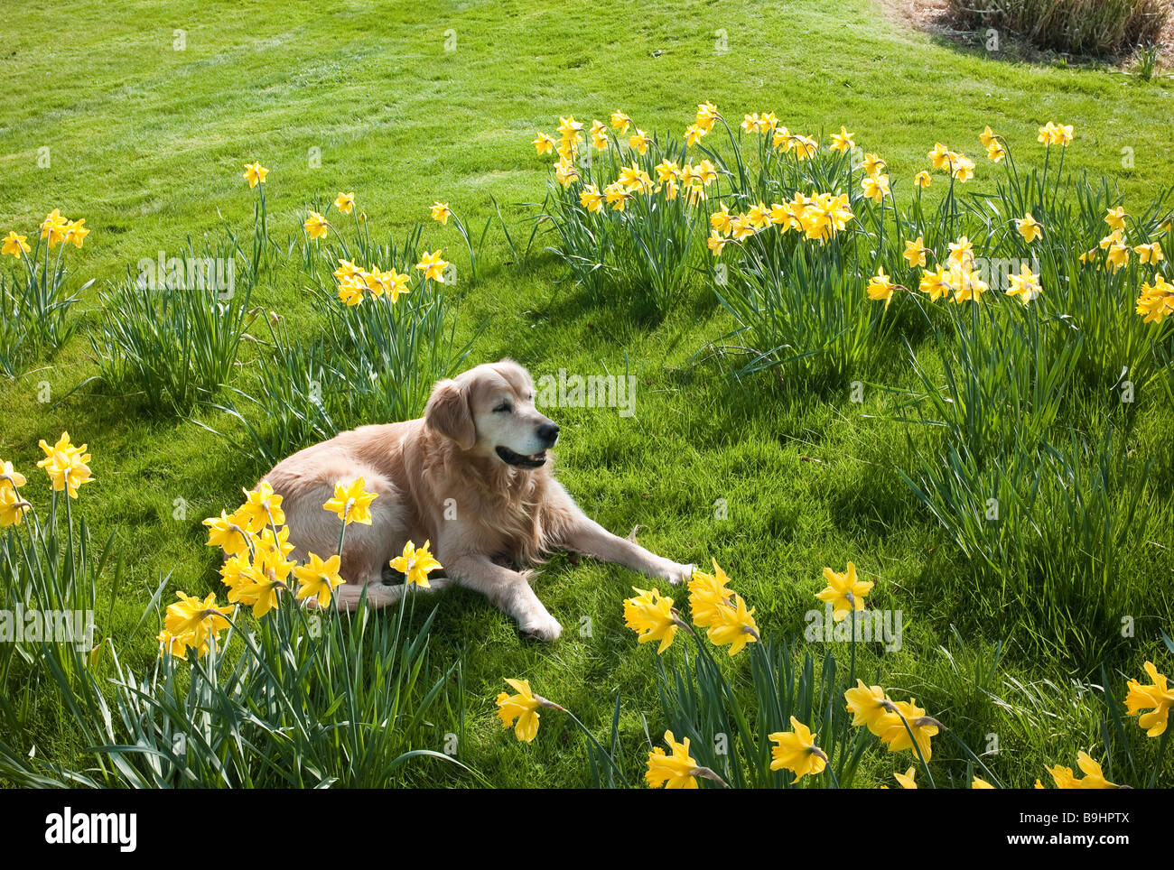 Golden retriever dog se prélassant parmi les jonquilles naturalisées en pelouse Banque D'Images