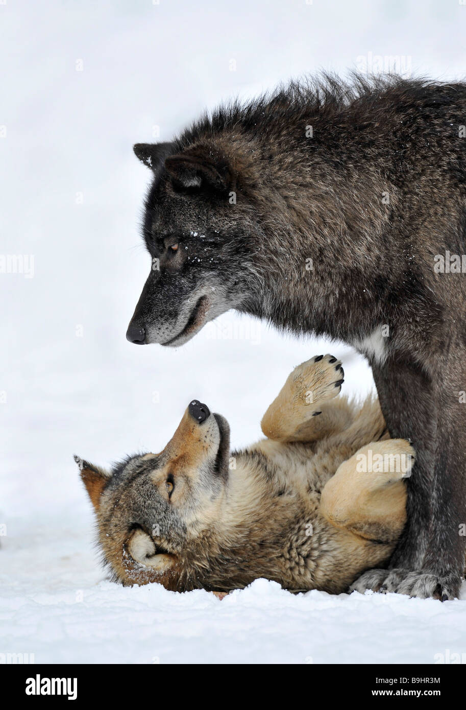 Les loups de la vallée du Mackenzie d'avoirs forestiers canadiens les loups (Canis lupus occidentalis) jouer dans la neige Banque D'Images