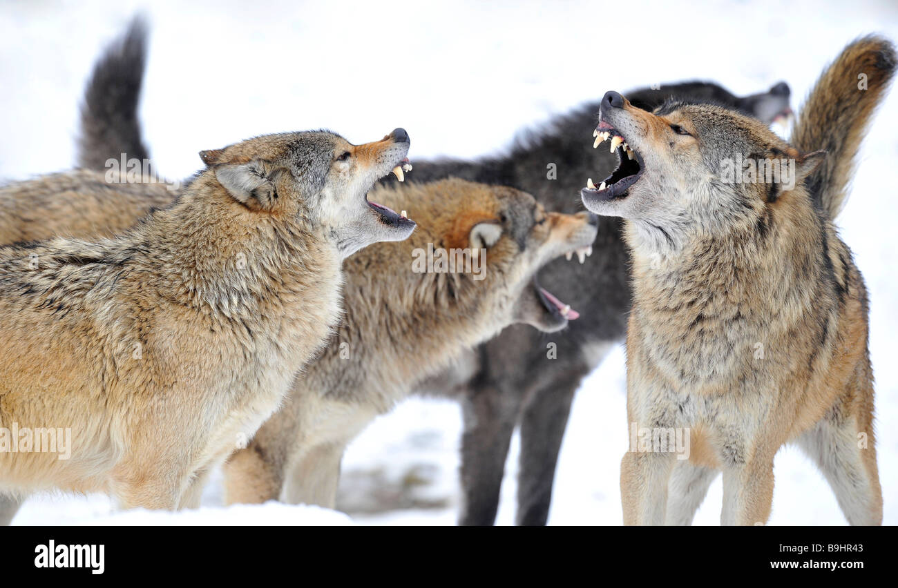 Les loups de la vallée du Mackenzie d'avoirs forestiers canadiens les loups (Canis lupus occidentalis) de se battre pour déterminer hiérarchie avec danger g Banque D'Images