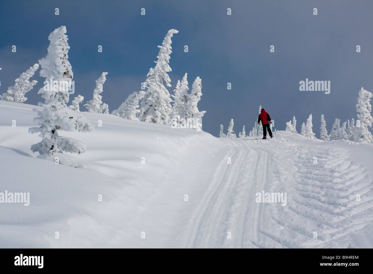 Paysage avec la neige couverte de pins Banque D'Images