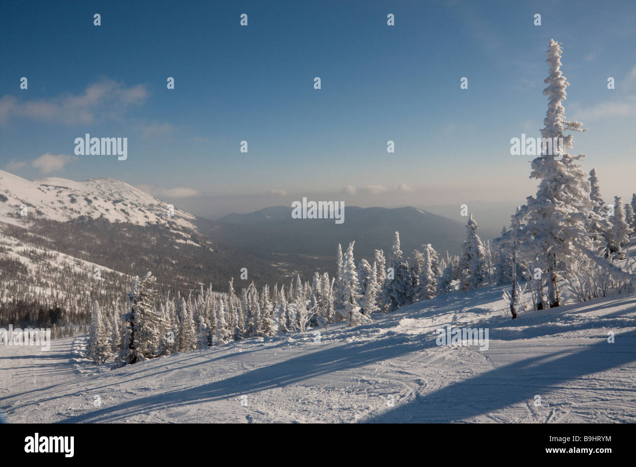 Paysage avec la neige couverte de pins Banque D'Images